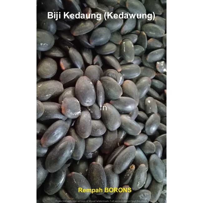

Biji Kedawung 250 gr, 500 gr, 1 kg / kedaung