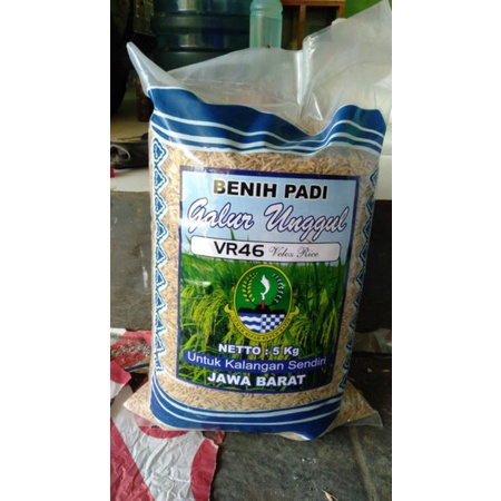 Benih padi galur padi VR46 - bibit padi vr 46