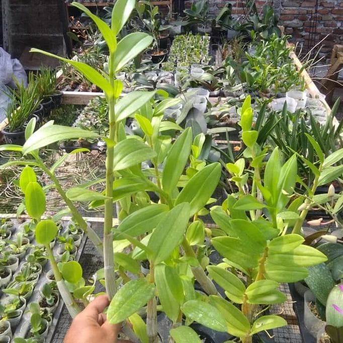 (DEWASA) Anggrek Dendrobium Discolor X Strepsiceros Dewasa