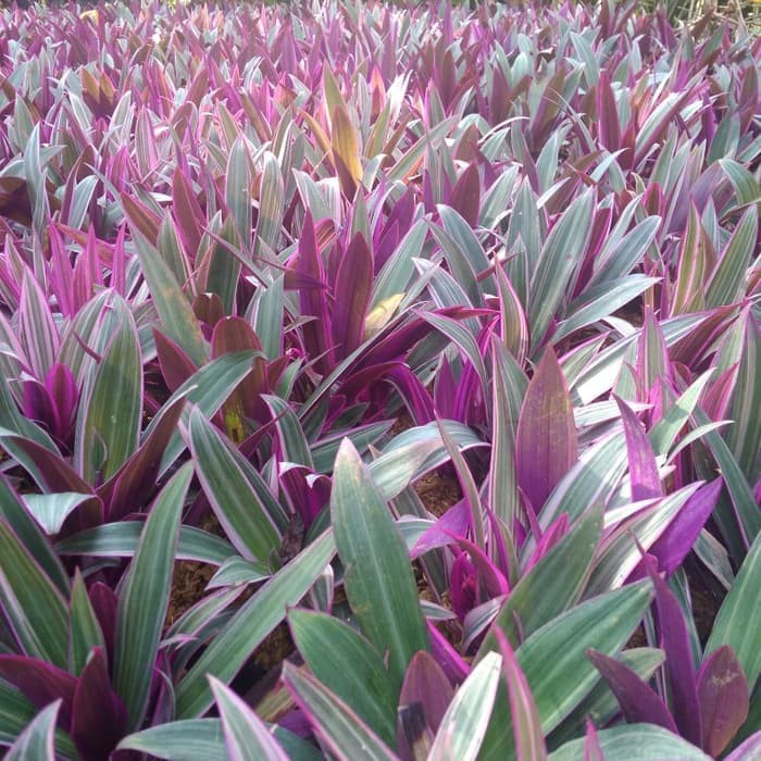 tanaman adam hawa varigata - adam hawa varigata