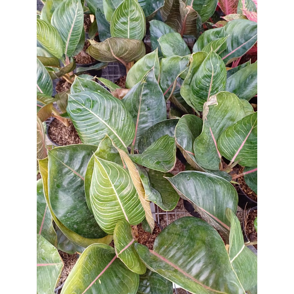 PROMO BLACK MOONLIGHT ( Tanaman Hias Aglaonema / Aglonema )