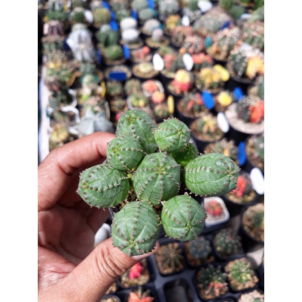 Euphorbia obesa X globosa