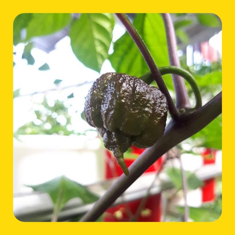 BUAH Cabai CAROLINA REAPER PURPLE