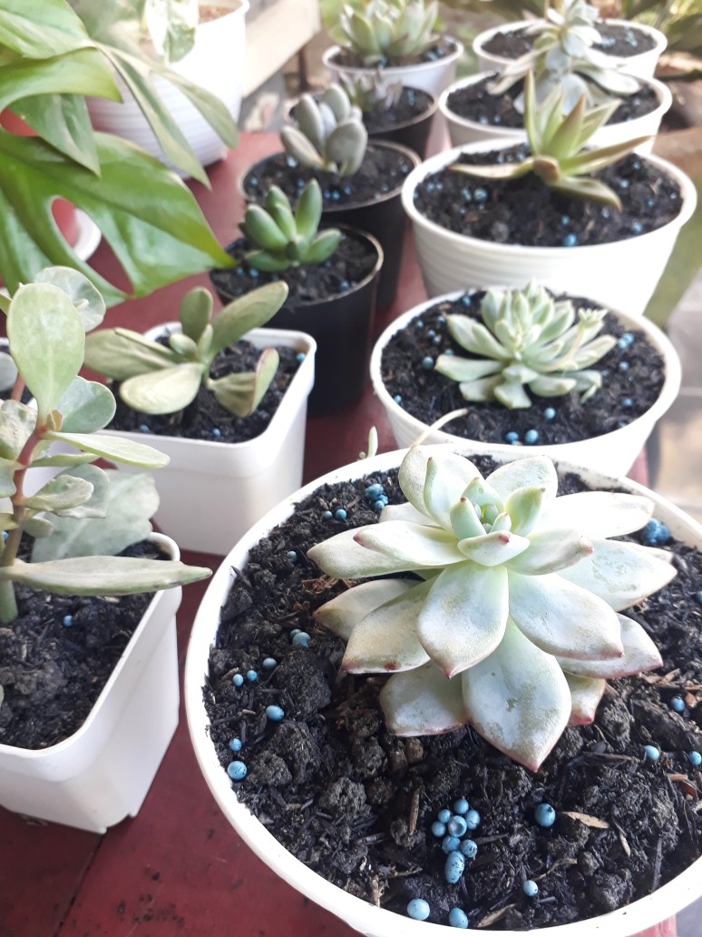 Sukulen Dan Kaktus Mini (echeveria ‘tippy’)