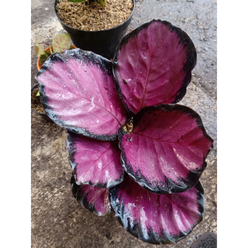 Calathea crimson rimbun