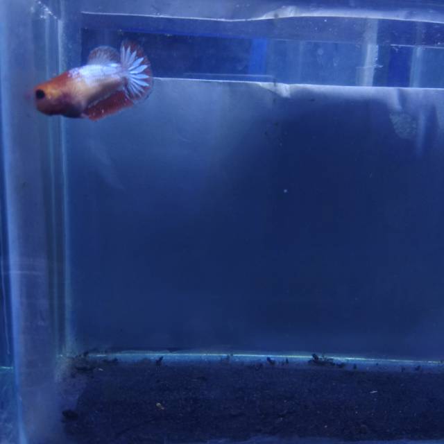 Cupang FCCP orange head female full egg