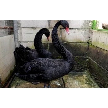 bebek hias black swan termurah gratis jasa kirim