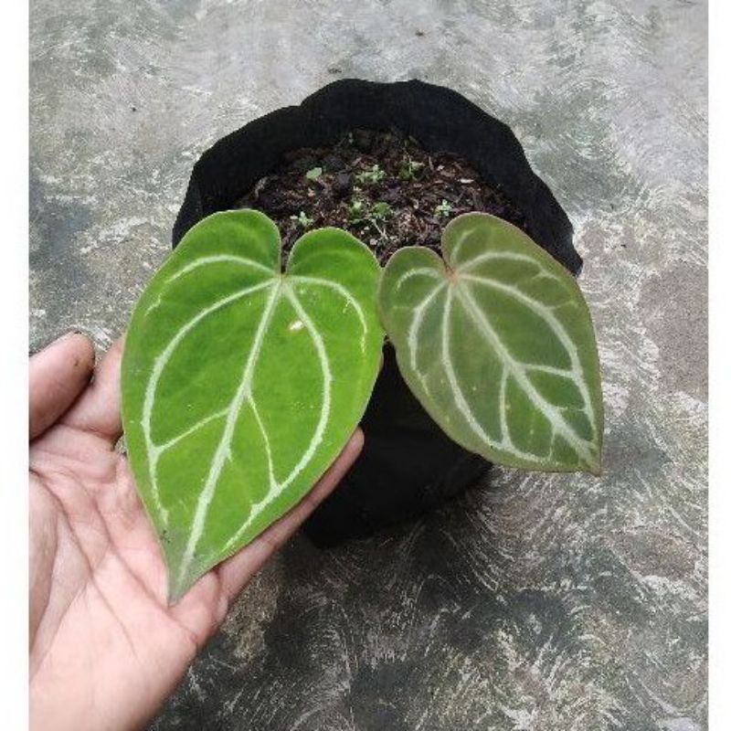 Tanaman hias kuping gajah mini - antorium kuping gajah mini