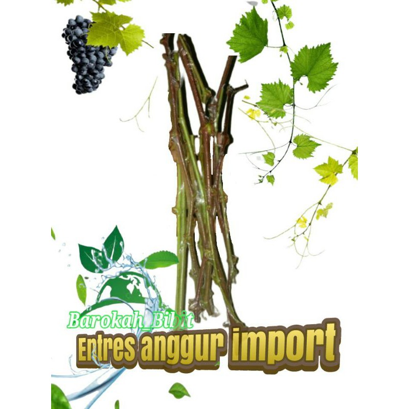 entres anggur import ningrat varieatas carnival,sugar crispy,hellowen,dll