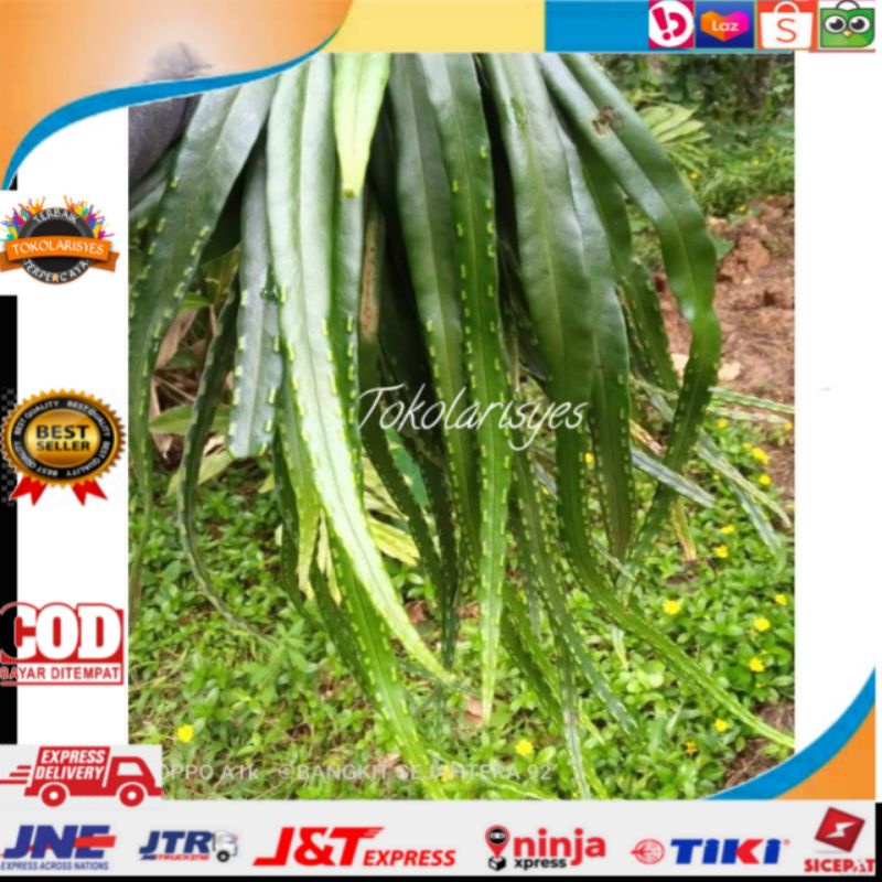 TANAMAN HIAS KADAKA RUMPAI ATAU KADAKA PANJANG