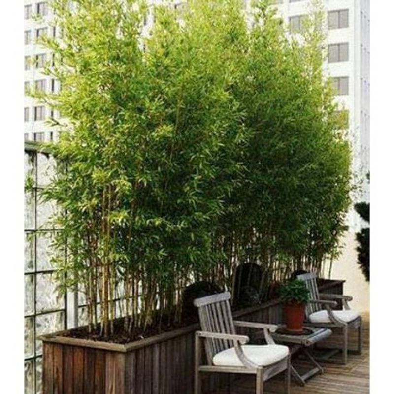 bambu jepang hias isi 50 batang