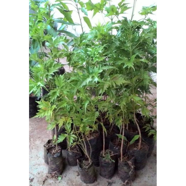 Diskon 1 Ons Benih Biji Pohon Kayu Cendana Ntt Wangi Berkwalitas