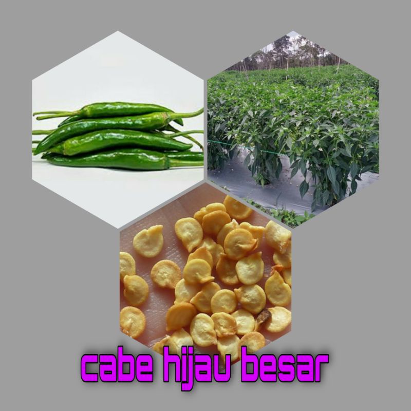 100 biji benih cabe hijau panjang
