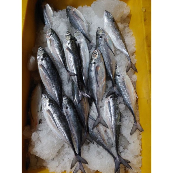 

IKAN KAKACANGAN FRESH