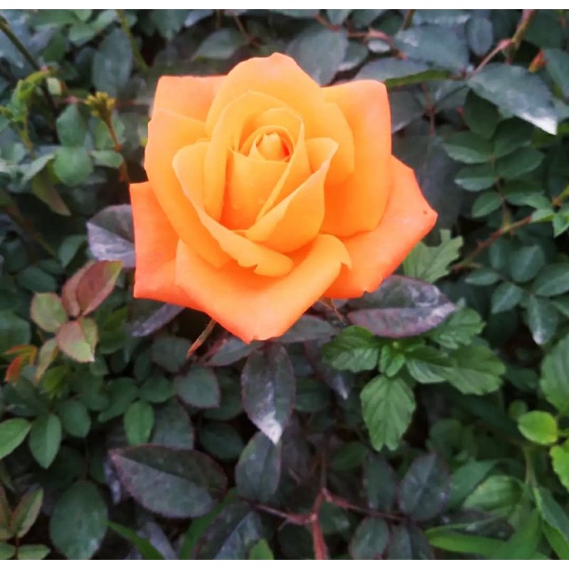 TANAMAN HIDUP BUNGA MAWAR   SUPER WANGI WARNA ORANGEBIBIT BUNGA MAWAR