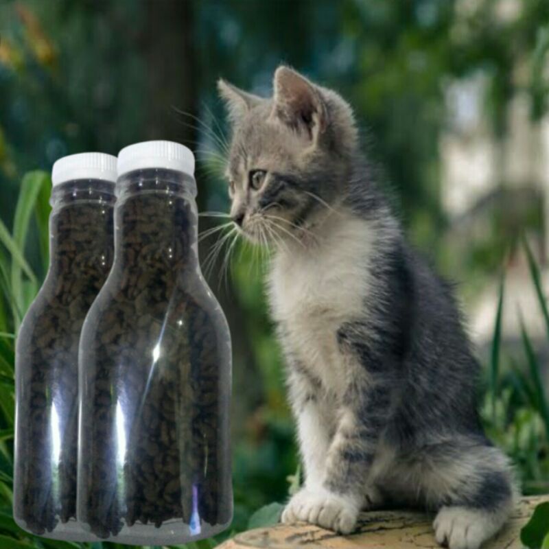 makanan kitten anak kucing botol murah oricat repack