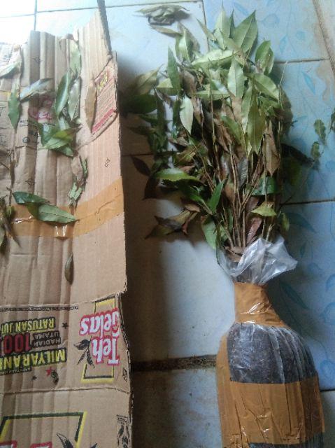 Bibit Gaharu Cabutan Jenis Malaccensis
