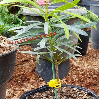 Tongkat Stik Alat Penyangga Tanaman Hias Anggrek  Bunga  80 