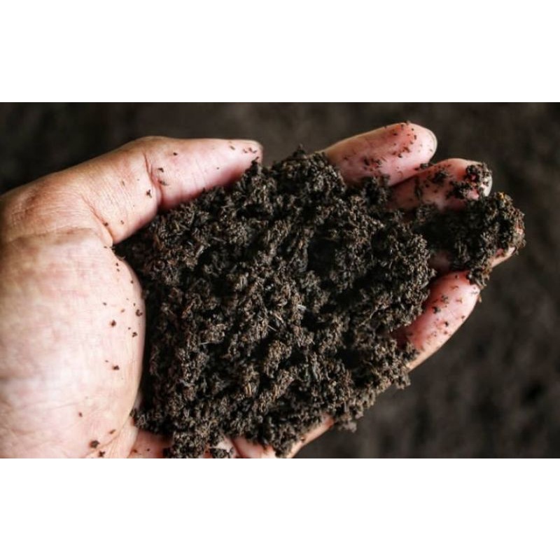 pupuk organik kohe sapi