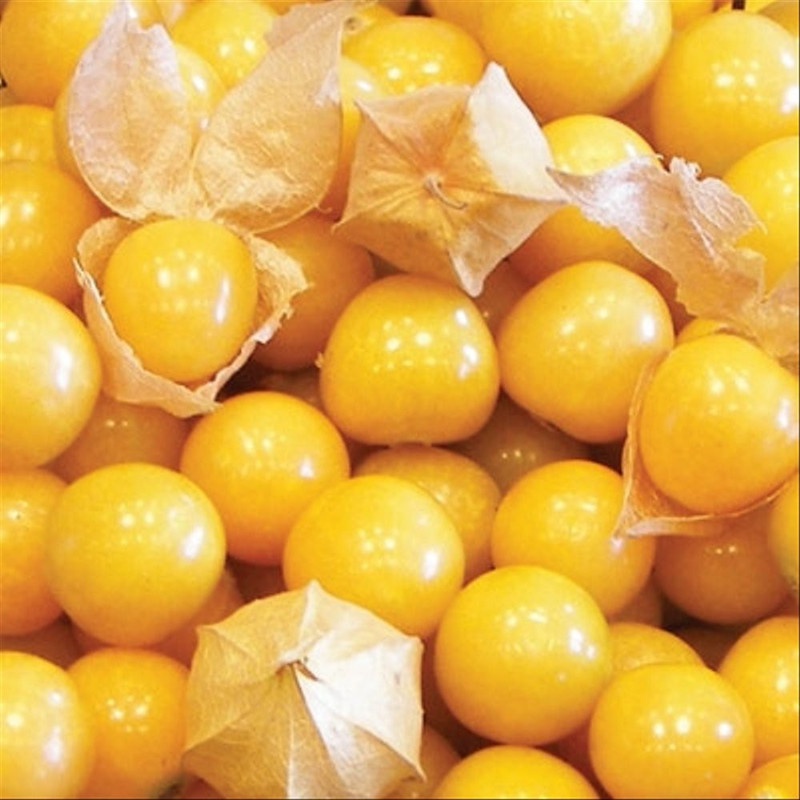 Jual Kedai 40 Benih Biji Yellow Morelberry Goldenberry Gooseberry Groundcherry Morel Gold Golden