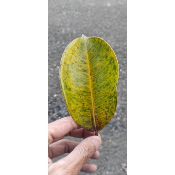 daun karet munding