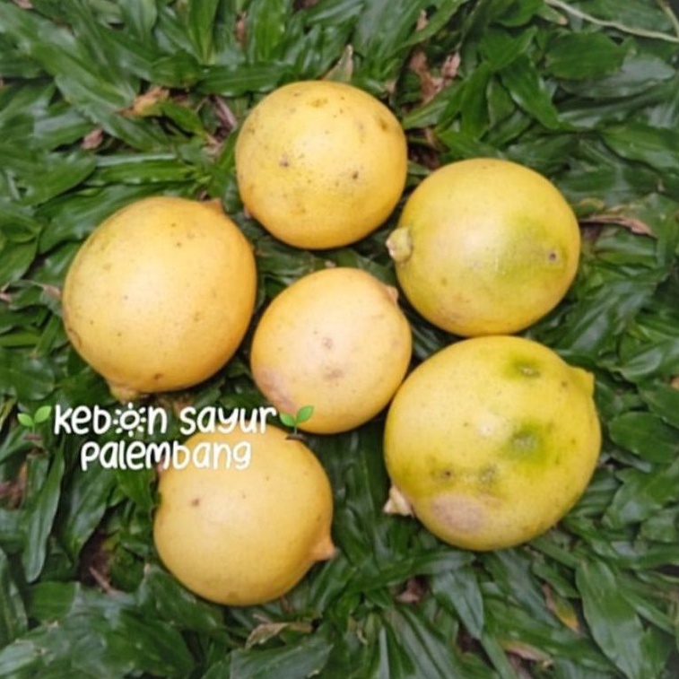 

Buah Segar Lemon Lokal