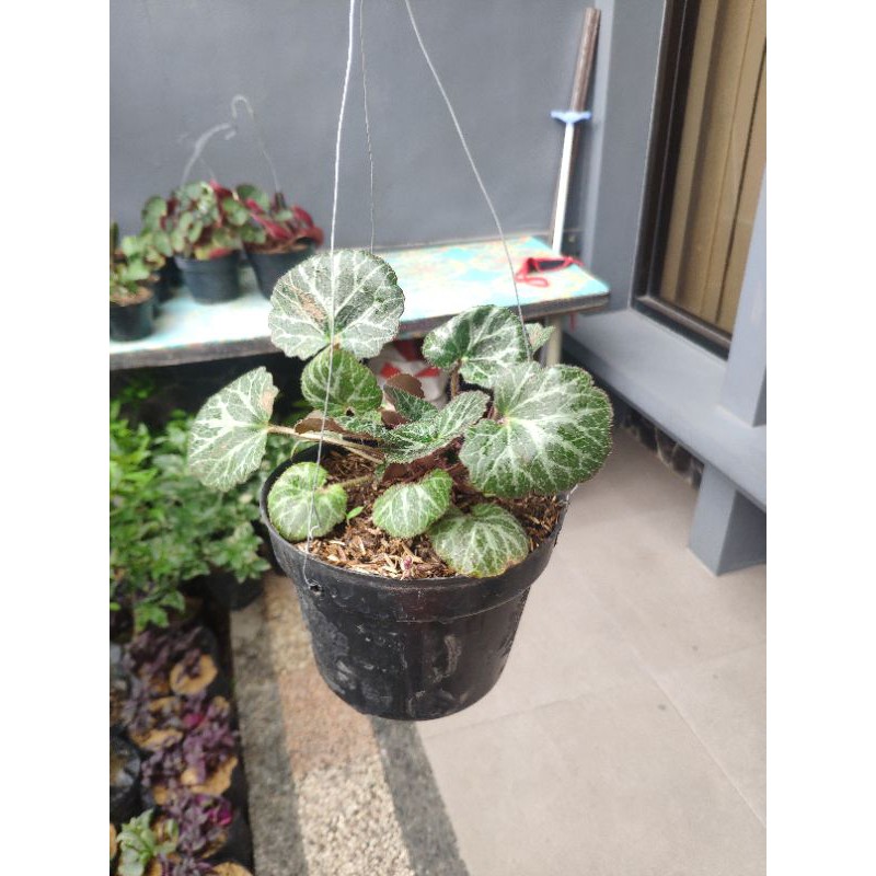 

Begonia Strawberry