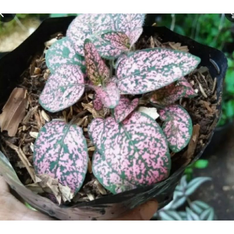 Tanaman Hias Hipoestes Pink