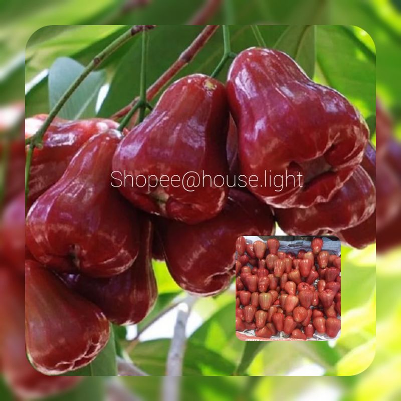 

JAMBU AIR || JAMBU AIR MERAH || JAMBU RUJAK || JAMBU PETISAN