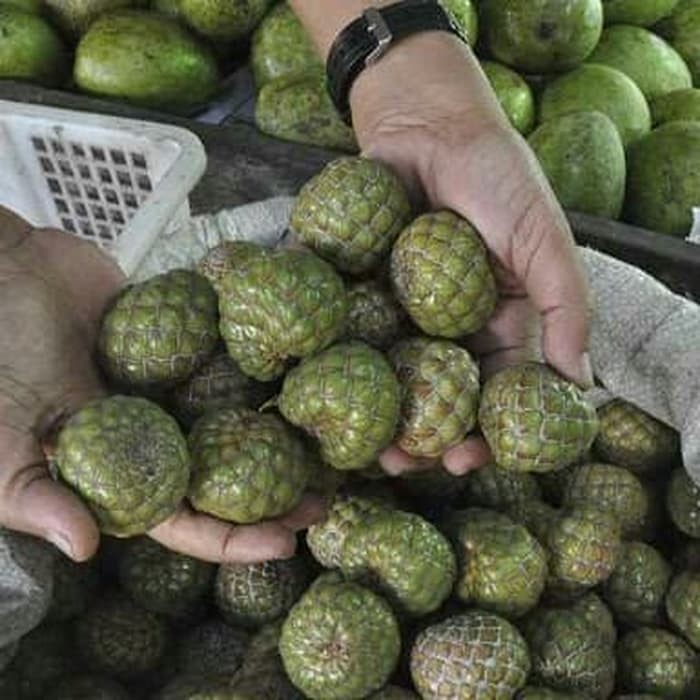 

Buah rumbia / Salak Hutan Aceh Langka 500 gr