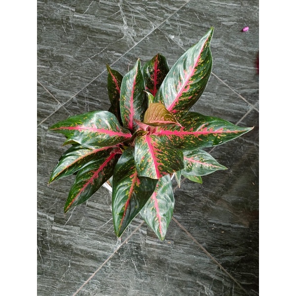 Aglonema Hot Lady Flaming