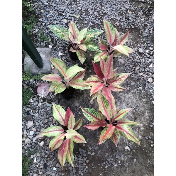 Aglaonema golden sweet