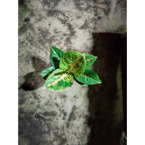 Aglonema HarleyQueen