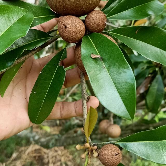 

Jual buah sawo muda 500 gram segar