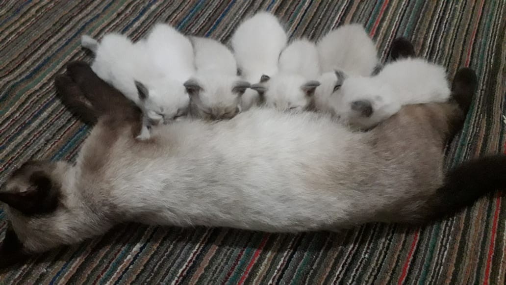 #bayar Di Tempat Terlaris Serut Genes Jelita Tunic Navbor Yelbor Whitbor Creambor Tunik Batik Modern