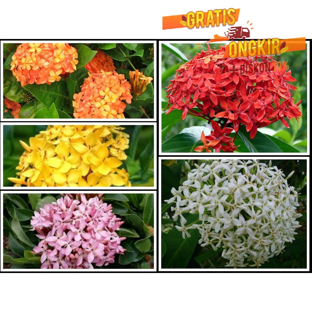 Tanaman Hias Bunga Asoka - Bibit Tanaman Bunga Soka - Bibit Bunga Ixora ( TANAMAN HIAS HIDUP/BUNGA H