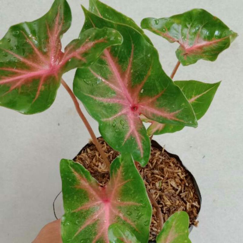 umbi keladi hias/ tanaman hias keladi/ bonggol tanaman keladi caladium terbaik