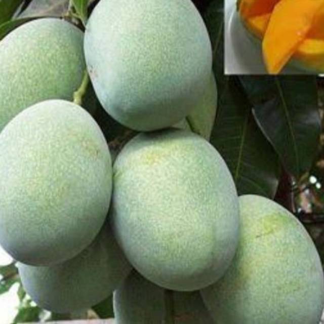 

MANGGA MANALAGI/1kg