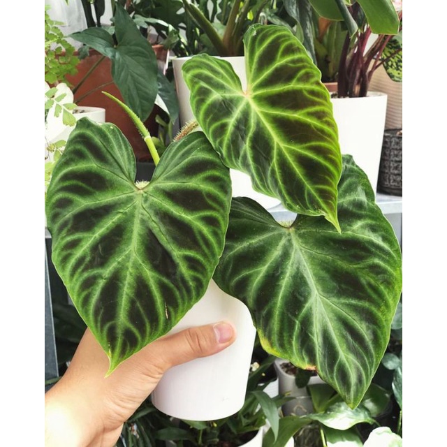 Tanaman Hias Philodendron Verucosum