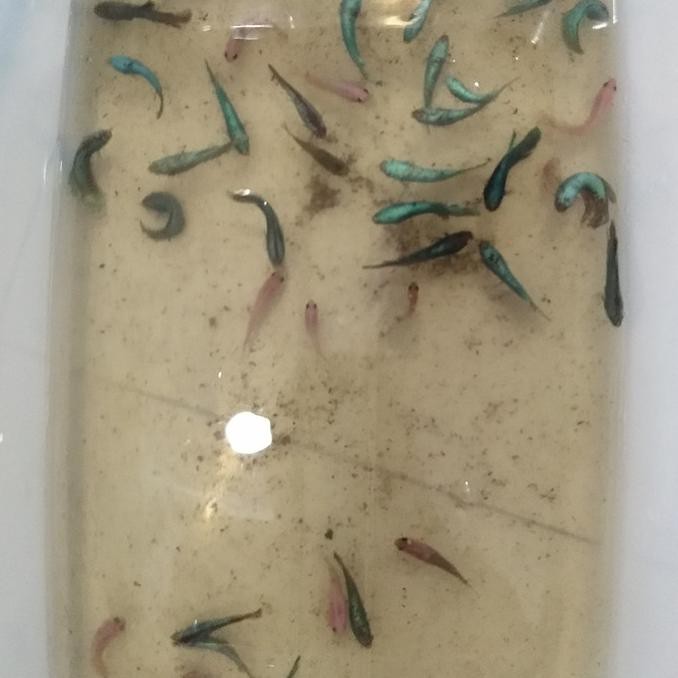 Yang Dicari] Cupang Bahanan Koi Galaxy / Green Samurai / Galaxy / Multicolour