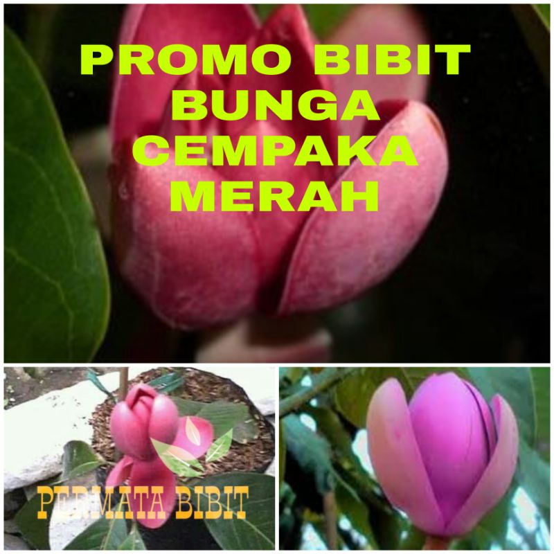 PROMO BIBIT BUNGA CEMPAKA MERAH