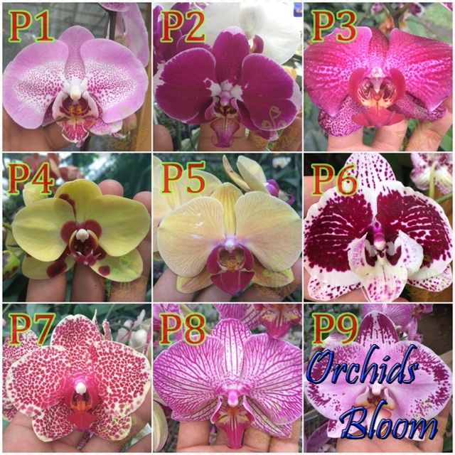 Seedling Besar Anggrek Bulan Taiwan hybrid