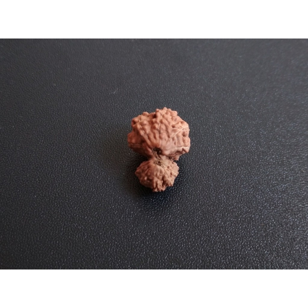 Rudraksha Garbh Gauri D17.6x14 Jenitri Mukhi 12 Liontin Genitri