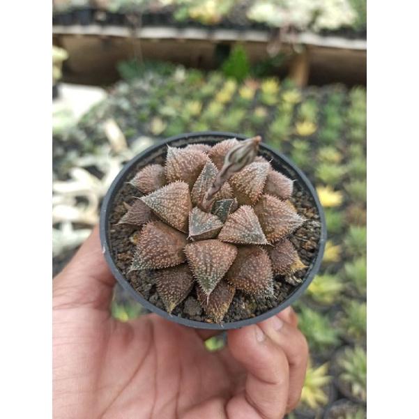 haworthia hybrid chocolate