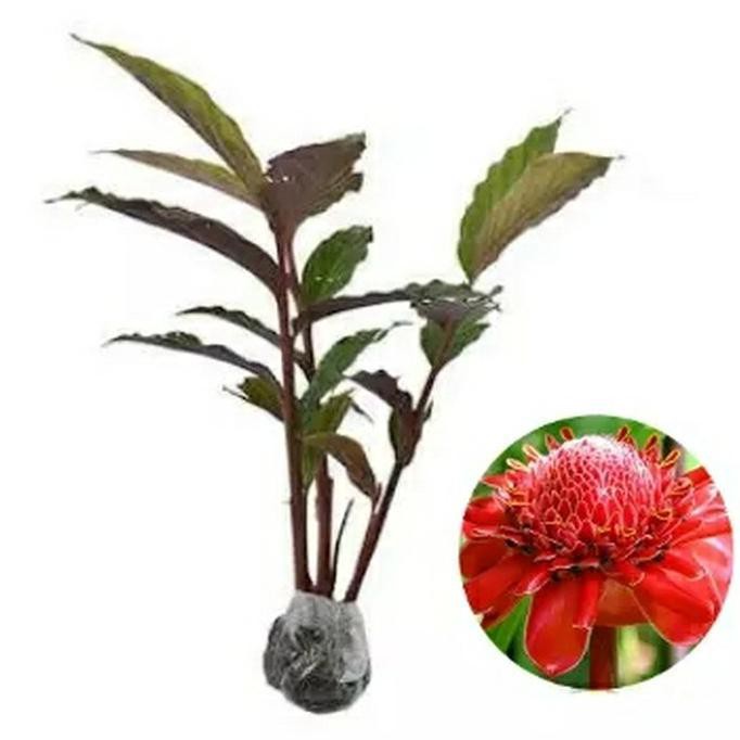 BIBIT TANAMAN KECOMBRANG ATAU COMBRANG TANAMAN HIDUP