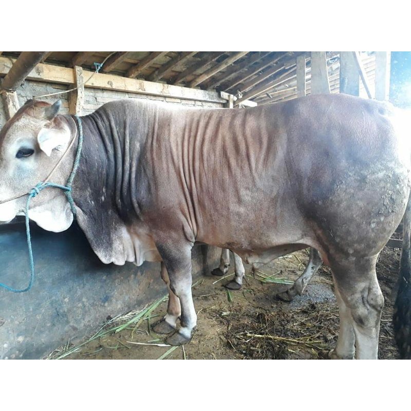 hewan qurban  sapi  300 350kg jateng
