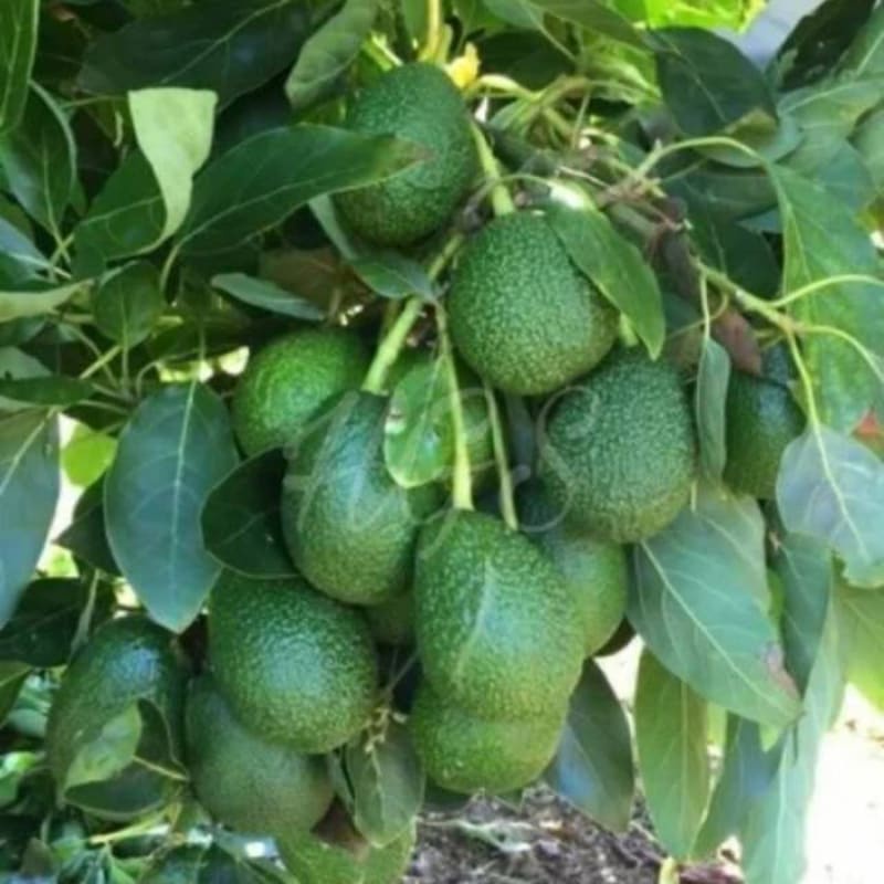 PAKET HEMAT 10 bibit alpukat forte