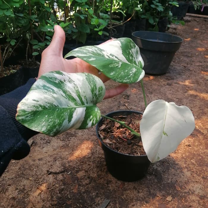 Tanaman Hias Indoor Monstera Variegata Monstera Deliciosa Varigata Shopee Indonesia