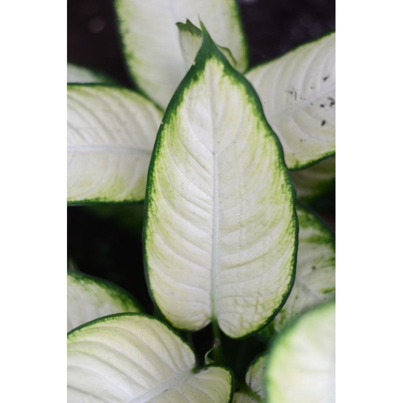 Sri Rejeki / Diffenbachia / Blanceng Tissue