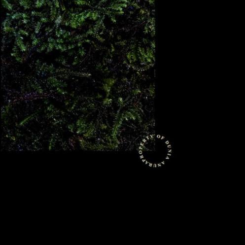 Forrest Moss Java (Darat) - S